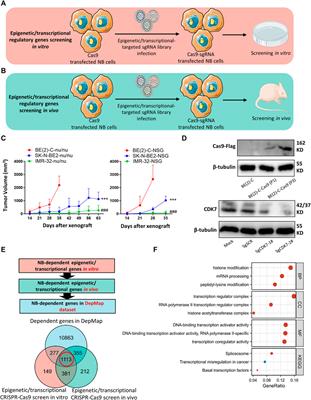 CRISPR-Cas9 screening develops an epigenetic and transcriptional gene signature for risk stratification and target prediction in neuroblastoma